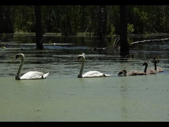 Mute swans at Assabet River National Wildlife Refuge in Sudbury, photographed by Marie Rock.