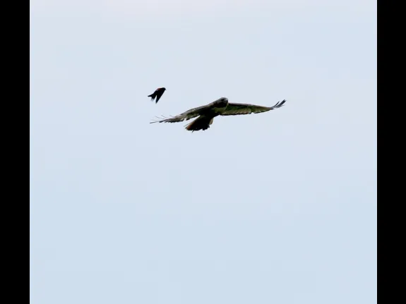 A red-winged blackbird and a red-tailed hawk at Breakneck Hill Conservation Land in Southborough, photographed by Steve Forman.