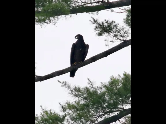 An immature bald eagle at Foss Reservoir in Framingham, photographed by Steve Forman.
