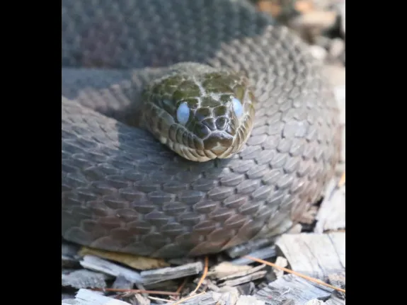 A northern water snake at Grist Mill Pond in Sudbury, photographed by Steve Forman.