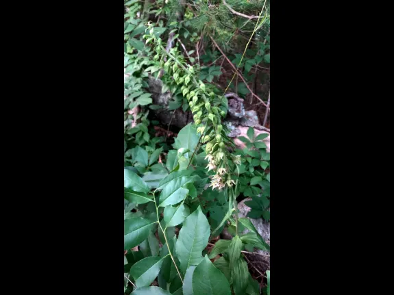 Flowering helleborine in Southborough, photographed by Deborah Costine.