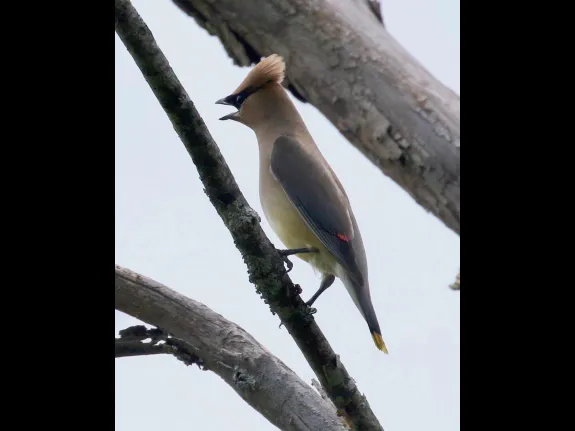 A cedar waxwing at Breakneck Hill Conservation Land in Southborough, photographed by Steve Forman.