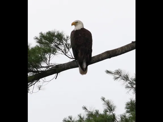 A bald eagle at Foss Reservoir in Framingham, photographed by Steve Forman.