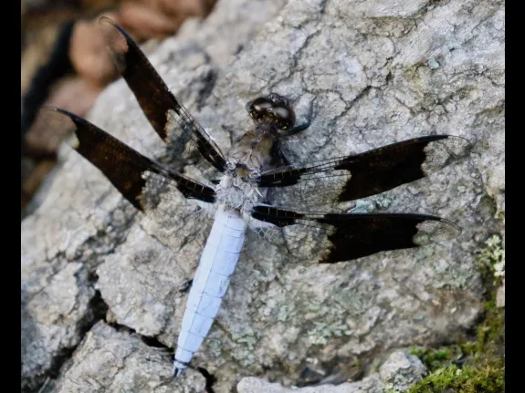A common whitetail dragonfly at Hager Pond in Marlborough, photographed by Steve Forman. A common whitetail dragonfly at Hager Pond in Marlborough, photographed by Steve Forman.