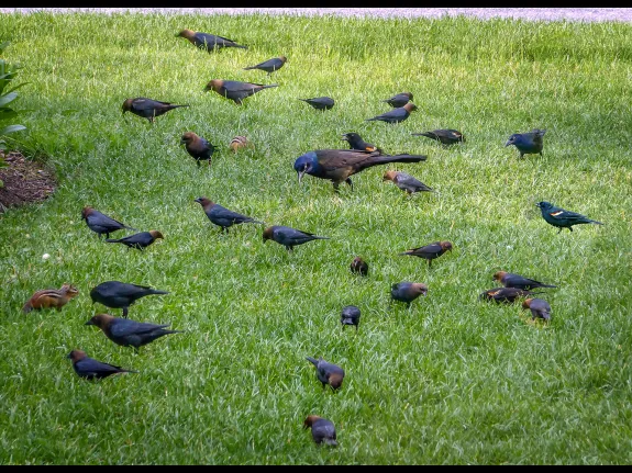 Brown-headed cowbirds, common grackles, red-winged blackbirds, and eastern chipmunks in Sudbury, photographed by Roel Daling.