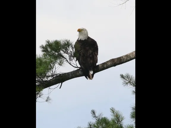 A bald eagle at Foss Reservoir in Framingham, photographed by Steve Forman.