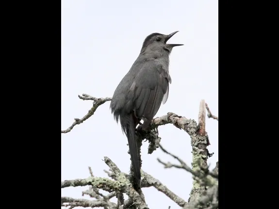 A gray catbird at Breakneck Hill Conservation Land in Southborough, photographed by Steve Forman.