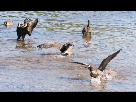 Canada geese at Hager Pond in Marlborough, photographed by Steve Forman.