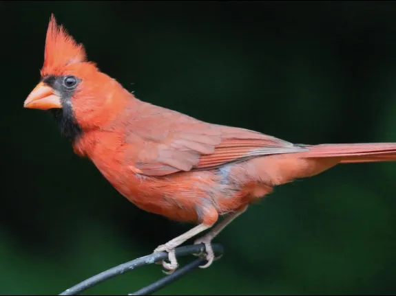 A northern cardinal in Framingham, photographed by Steve Forman.
