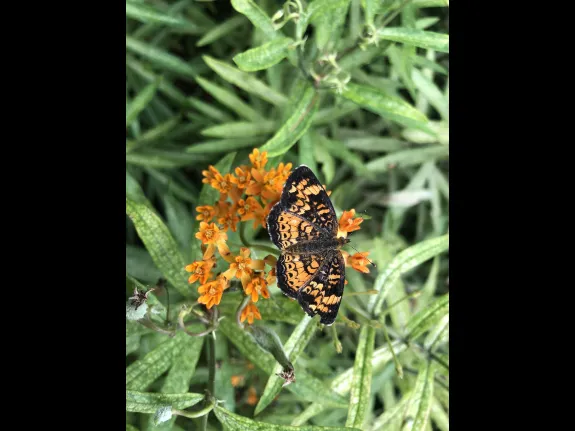 A pearl crescent in Sudbury, photographed by Sarah Davis.