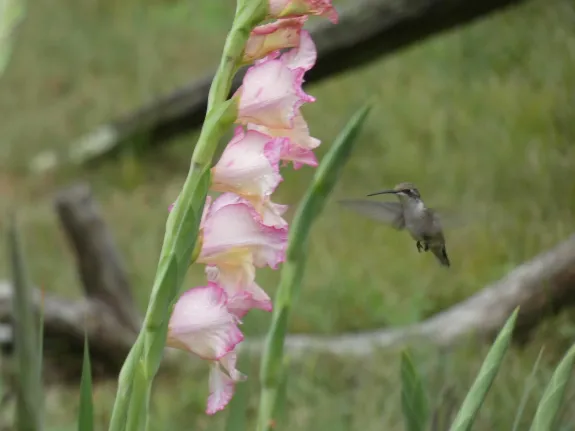 A ruby-throated hummingbird in Sudbury, photographed by Sharon Tentarelli.