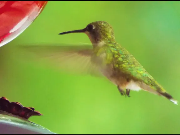 A ruby-throated hummingbird in Harvard, photographed by Robin Right.