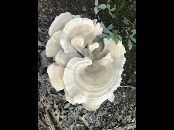 Berkeley's polypore at the Natick Town Forest, photographed by Michael Sanders.
