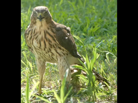A Cooper's hawk in Sudbury, photographed by Sharon Tentarelli.