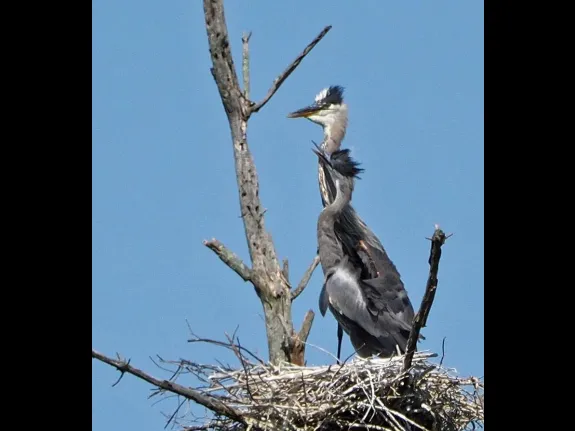 Great blue herons at their nest in Sudbury, photographed by Joan Chasan.