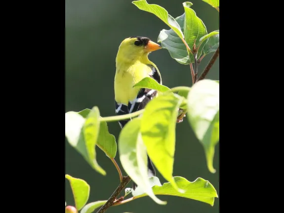 An American goldfinch at Breakneck Hill Conservation Land in Southborough, photographed by Steve Forman. An American goldfinch at Breakneck Hill Conservation Land in Southborough, photographed by Steve Forman.