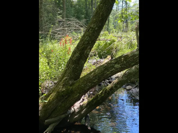 Cardinal flowers in Marlborough, photographed by Karin Paquin.