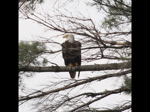 A bald eagle at Foss Reservoir in Framingham, photographed by Steve Forman.