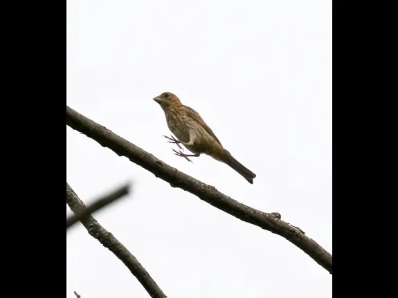 A house finch at Breakneck Hill Conservation Land in Southborough, photographed by Steve Forman.