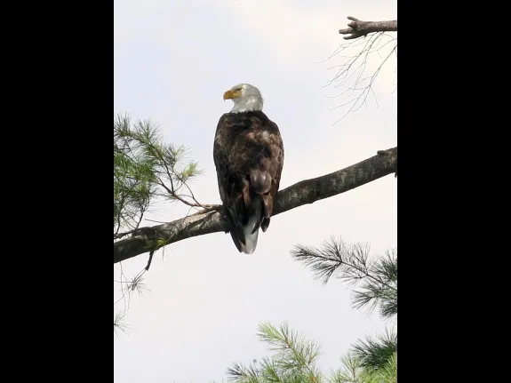 A bald eagle at Foss Reservoir in Framingham, photographed by Steve Forman.