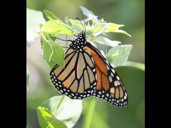 A monarch butterfly at Breakneck Hill Conservation Land in Southborough, photographed by Steve Forman.