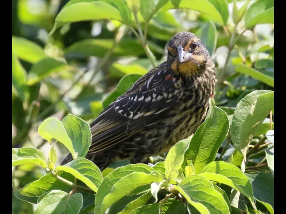 A red-winged blackbird at Hager Pond in Marlborough, photographed by Steve Forman.