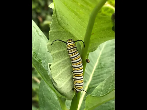 A monarch butterfly caterpillar in Wayland, photographed by Mimsy Beckwith.