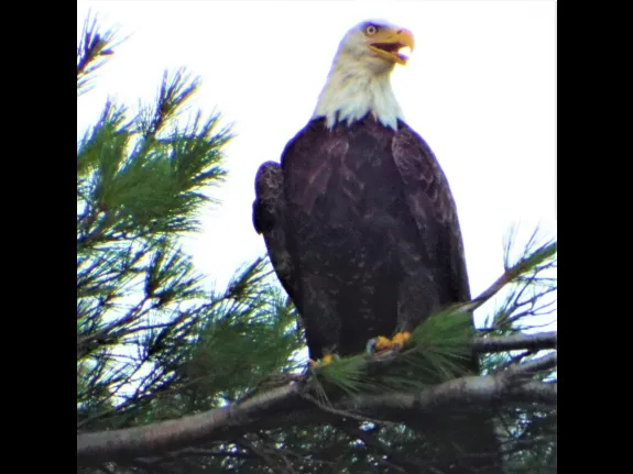 A bald eagle at Bare Hill Pond in Harvard, photographed by Robin Right.