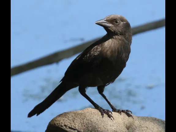 A brown-headed cowbird at Hager Pond in Marlborough, photographed by Steve Forman.