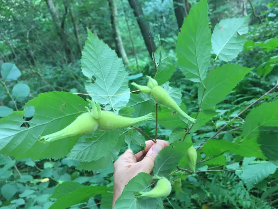 Beaked hazelnuts at Brues Woods in Sudbury, photographed by Laura Mattei.