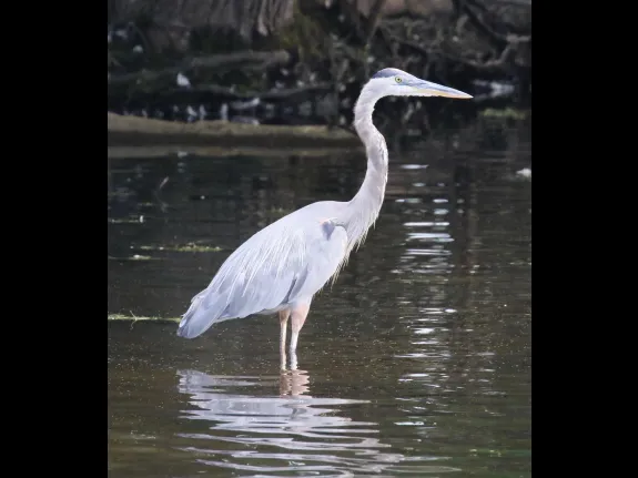 A great blue heron at Hager Pond in Marlborough, photographed by Steve Forman.