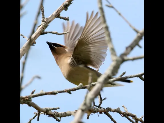 A cedar waxwing at Breakneck Hill Conservation Land in Southborough, photographed by Steve Forman.