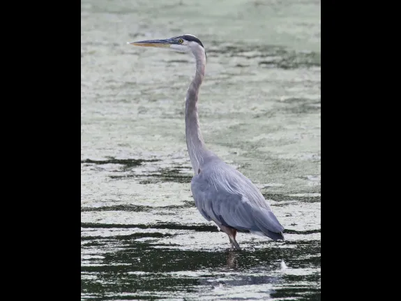 A great blue heron at Hager Pond in Marlborough, photographed by Steve Forman.