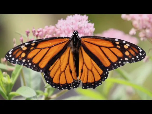 A monarch butterfly at Farm Pond in Framingham, photographed by Steve Forman.