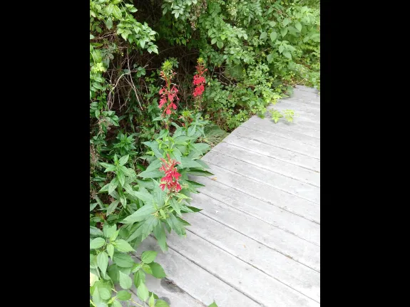 Cardinal flowers at SVT's Wolbach Farm in Sudbury, photographed by Jim Shelhamer.