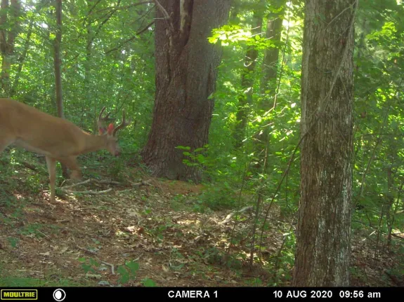 A white-tailed deer buck in Maynard, photographed with an automatically triggered wildlife camera by Gail Sartori.