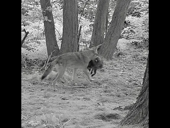 A coyote with a raccoon in Natick, photographed with an automatically triggered wildlife camera by Chuck Hill.