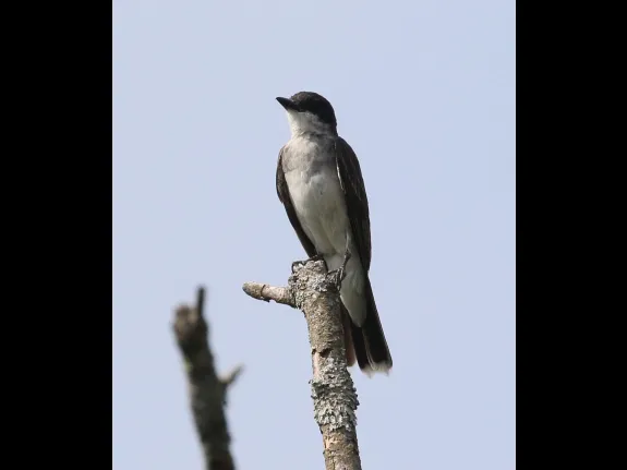 An eastern kingbird at Breakneck Hill Conservation Land in Southborough, photographed by Steve Forman.