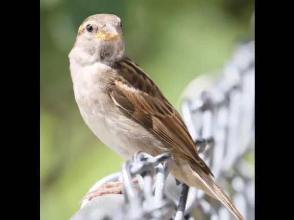 A house sparrow at Hager Pond in Marlborough, photographed by Steve Forman.