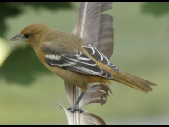 A Baltimore oriole in Sudbury, photographed by Sharon Tentarelli.