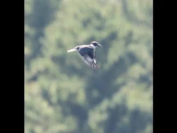 A belted kingfisher at Hager Pond in Marlborough, photographed by Steve Forman. A belted kingfisher at Hager Pond in Marlborough, photographed by Steve Forman.