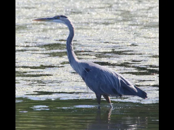 A great blue heron at Hager Pond in Marlborough, photographed by Steve Forman.