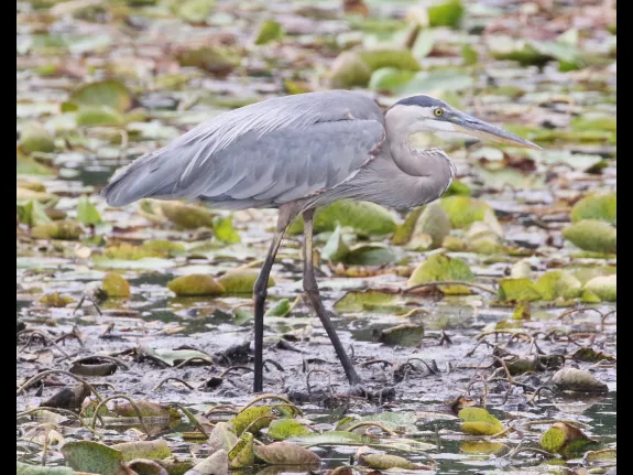 A great blue heron at Farm Pond in Framingham, photographed by Steve Forman.