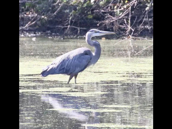 A great blue heron at Hager Pond in Marlborough, photographed by Steve Forman.