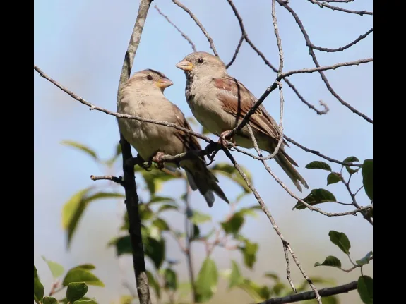 House sparrows at Breakneck Hill Conservation Land in Southborough, photographed by Steve Forman.