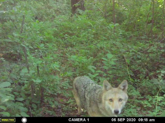 A coyote in Maynard, photographed with an automatically triggered wildlife camera by Gail Sartori.