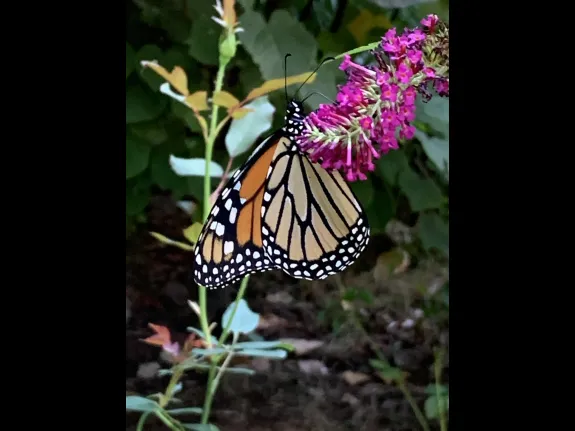 A monarch butterfly in Maynard, photographed by Gail Sartori.