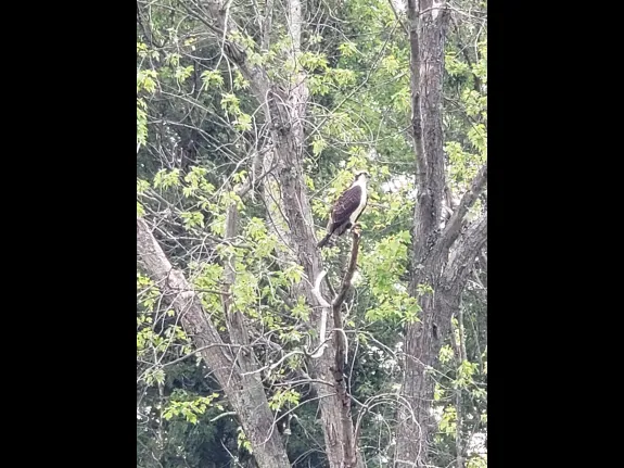 An osprey along the Sudbury River in Wayland, photographed by Nicci Meadow.