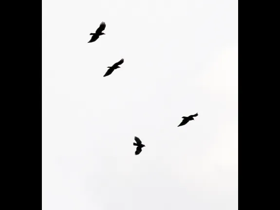 American crows at Farm Pond in Framingham, photographed by Steve Forman.