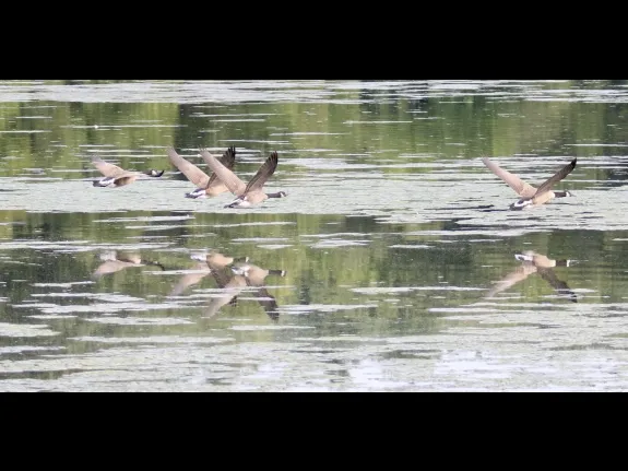 Canada geese at Hager Pond in Marlborough, photographed by Steve Forman.